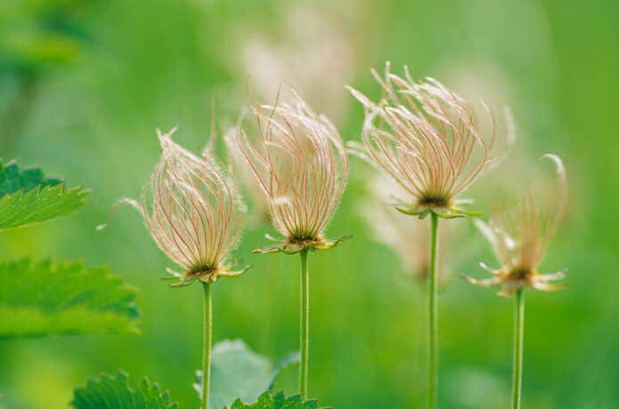 お花に綿毛、紅葉と何度でも登山者を楽しませてくれる高山植物