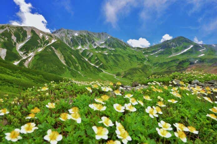 チングルマの咲く風景
