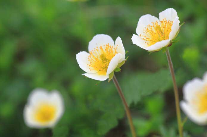 お花に綿毛、紅葉と何度でも登山者を楽しませてくれる高山植物