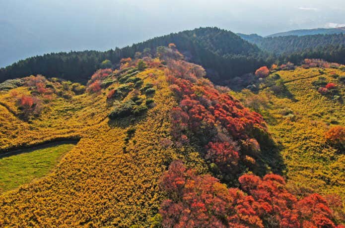 大和葛城山 紅葉