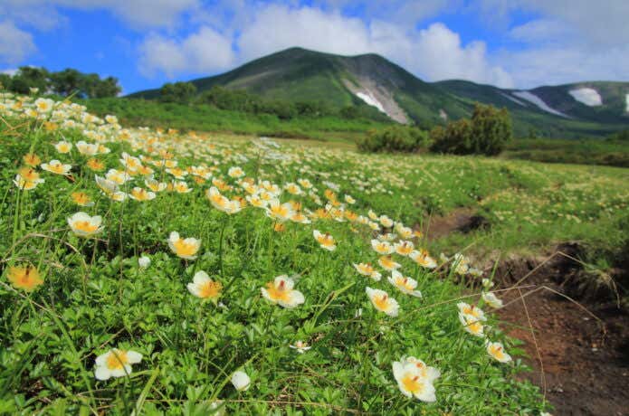 裾合平のチングルマ