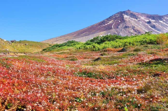 チングルマの綿毛と紅葉のセット