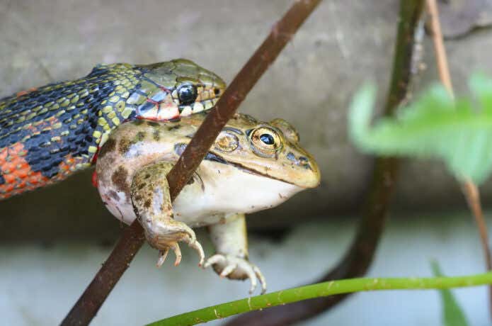 カエルを仕留めるヤマカガシ