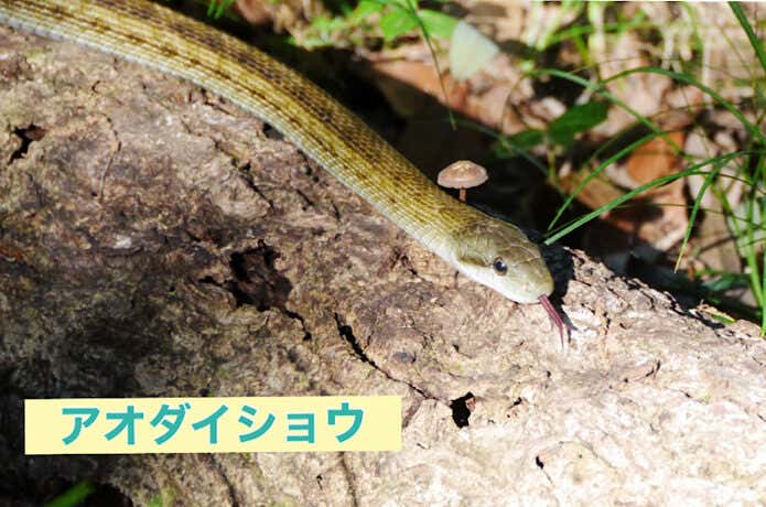 覚えるべきヘビはこの2種！毒を持つ「マムシ」と「ヤマカガシ」の生態・対処法・応急処置について | YAMA HACK[ヤマハック]