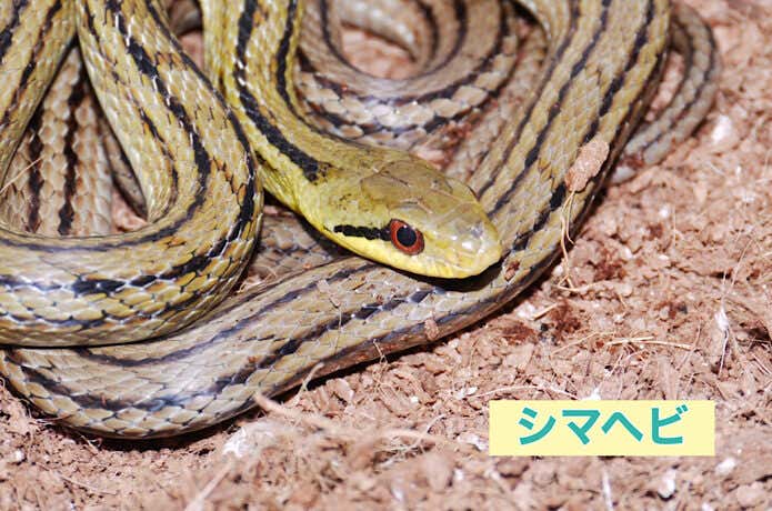 北海道から九州に生息するヘビ8種