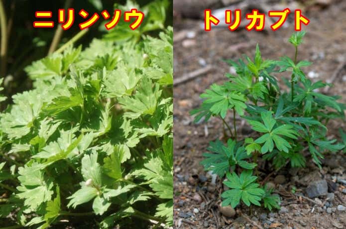 ニリンソウとトリカブト