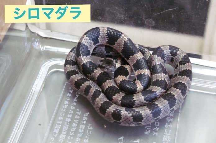 覚えるべきヘビはこの2種！毒を持つ「マムシ」と「ヤマカガシ」の生態・対処法・応急処置について | YAMA HACK[ヤマハック]