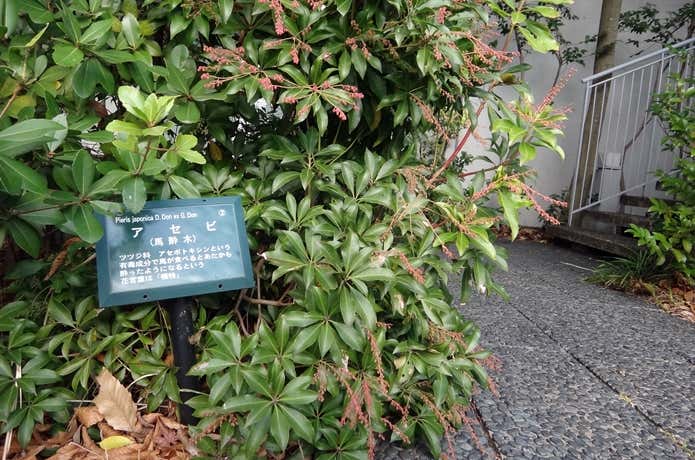 樹名板