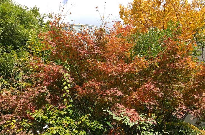 アクロス山　紅葉