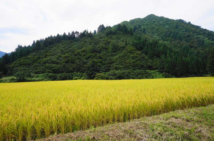 魚沼の田園風景