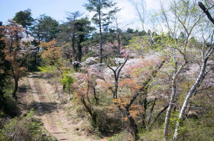 一丁平から眺める富士山