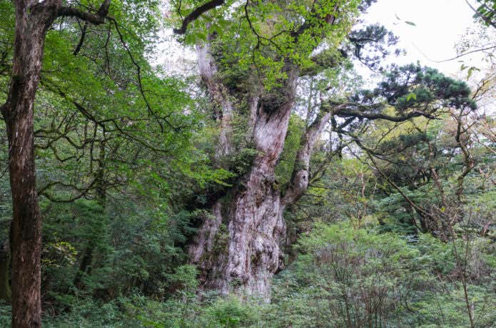 屋久島登山