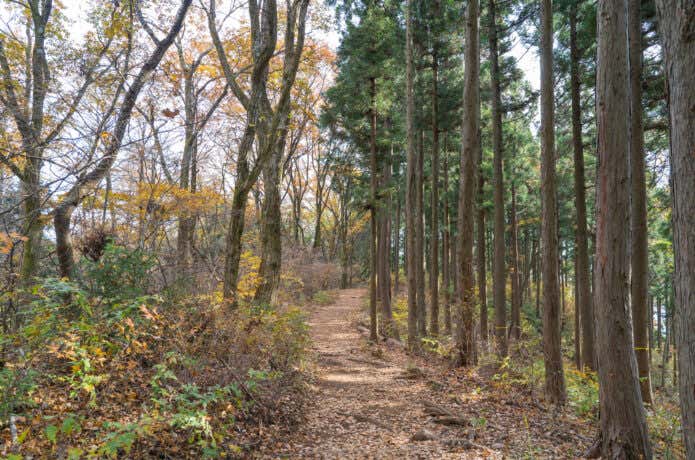 奈良子峠までの登山道