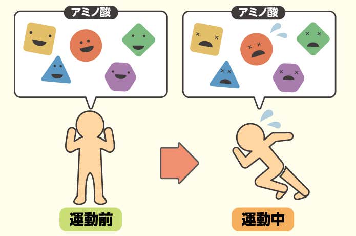 アミノ酸が大量に減るから補給が必要