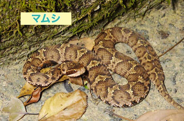 覚えるべきヘビはこの2種！毒を持つ「マムシ」と「ヤマカガシ」の生態・対処法・応急処置について | YAMA HACK[ヤマハック]