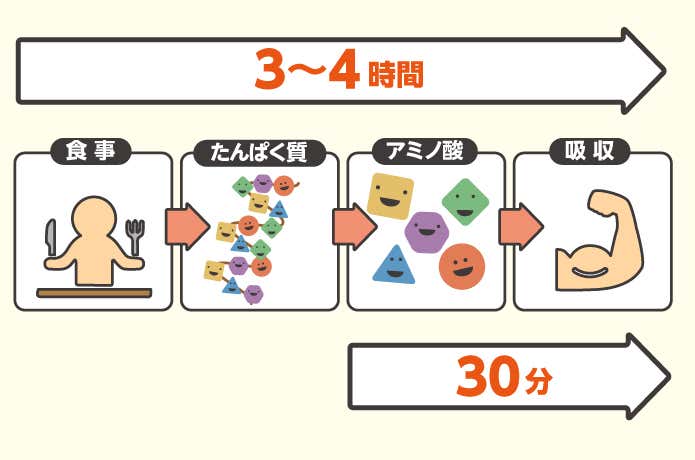 アミノ酸の分解過程