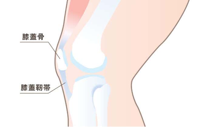 膝の関節(膝蓋骨)