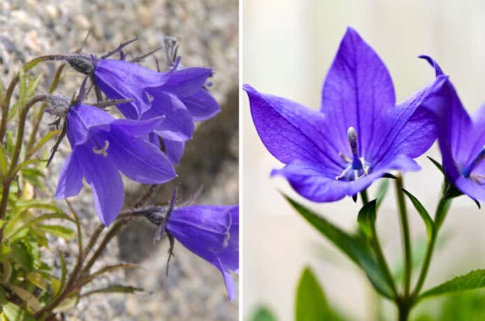イワギキョウとキキョウの花弁比較