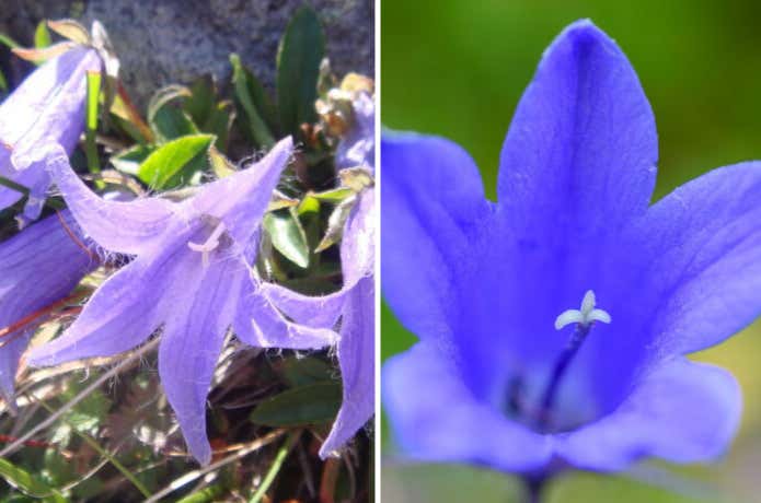 イワギキョウとチシマギキョウの比較