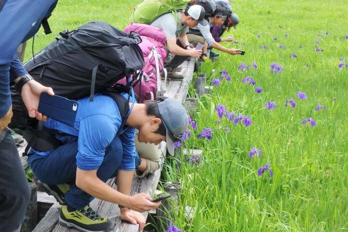 尾瀬ヶ原にて高山植物を写真に収める学生さんたち