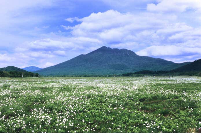 尾瀬ヶ原のワタスゲ