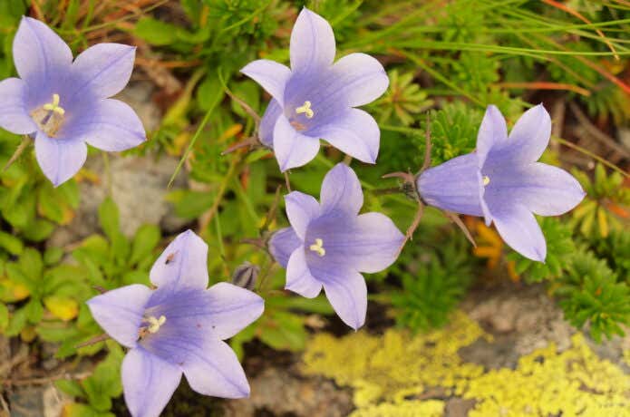 イワギキョウの花弁