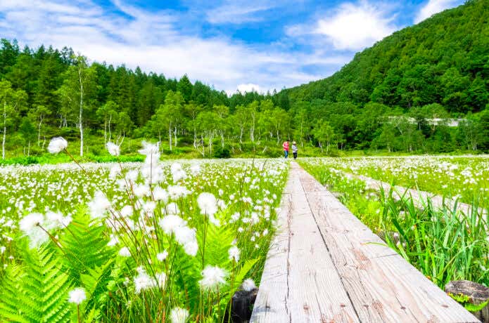 田ノ原湿原のワタスゲ