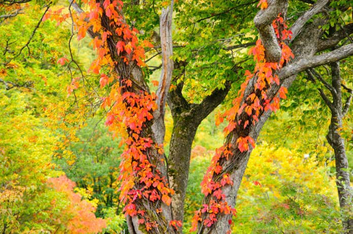 ツタウルシの紅葉
