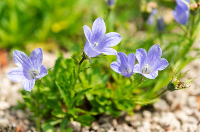 イワギキョウの花
