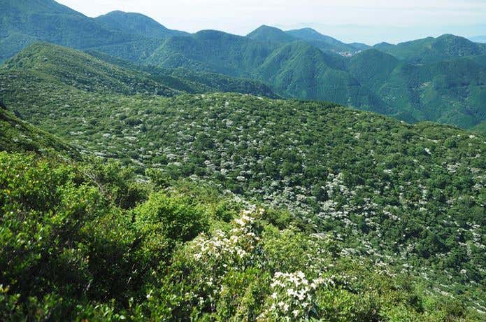 雲仙・九千部岳ヤマボウシ