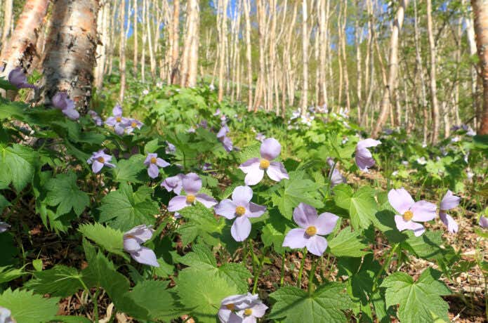 群馬県野反湖のシラネアオイ