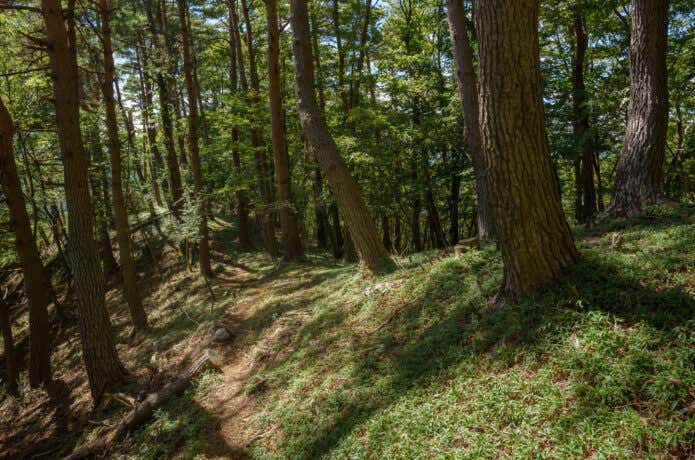 登山　森のイメージ