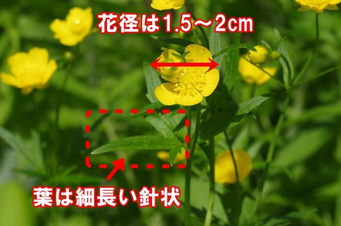 ミヤマキンポウゲ