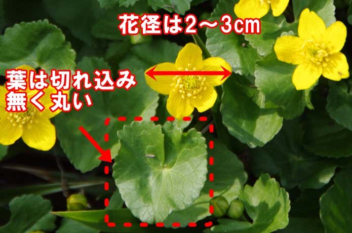 リュウキンカ