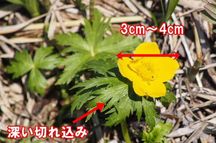 シナノキンバイ