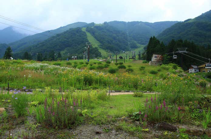 白馬五竜高山植物園