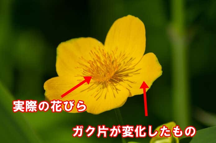 シナノキンバイ