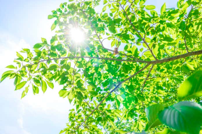 夏の日差しと紫外線