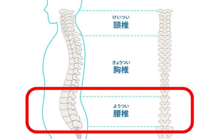 腰椎の場所の図