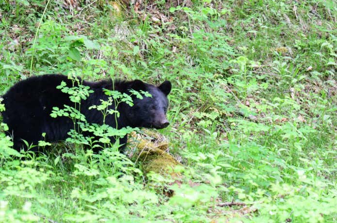 山にいるツキノワグマ