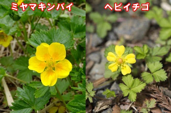 ミヤマキンバイとヘビイチゴ