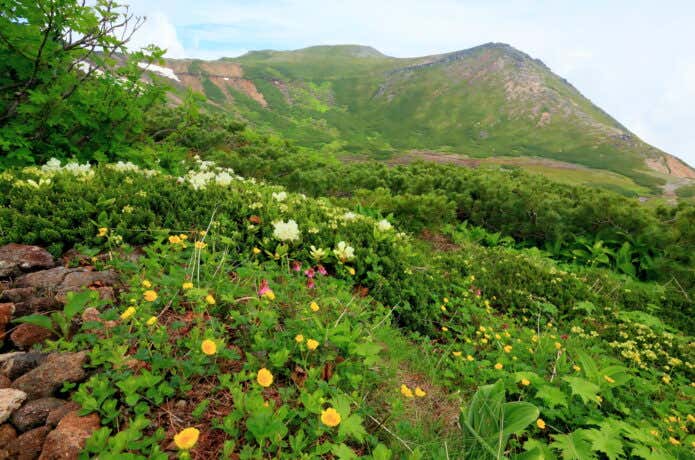 御嶽山・四ノ池の高山植物群落と継子岳
