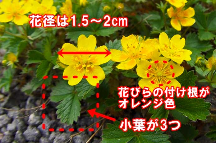 ミヤマキンバイを見分ける方法