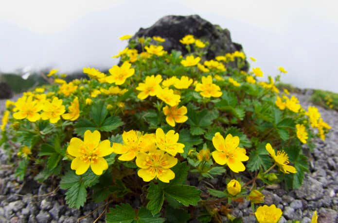 幸せの花ミヤマキンバイ