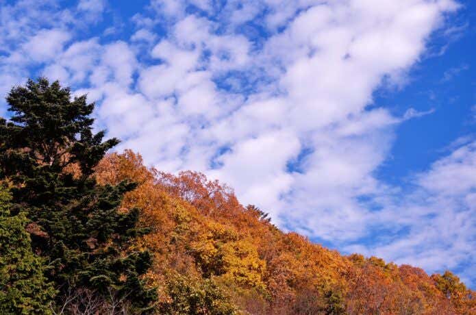 陣馬山　紅葉