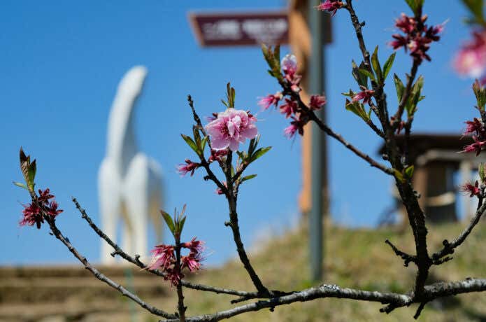 陣馬山　桜