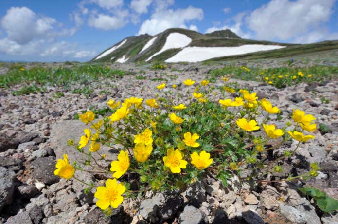 ミヤマキンバイと白雲岳