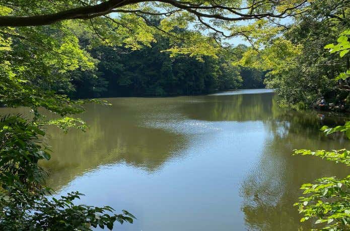 緑色の池