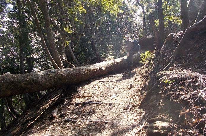 登山道に倒木
