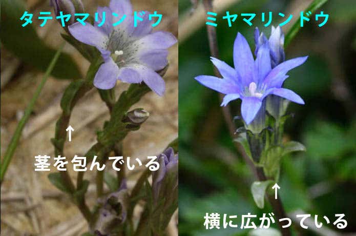 タテヤマリンドウとミヤマリンドウ